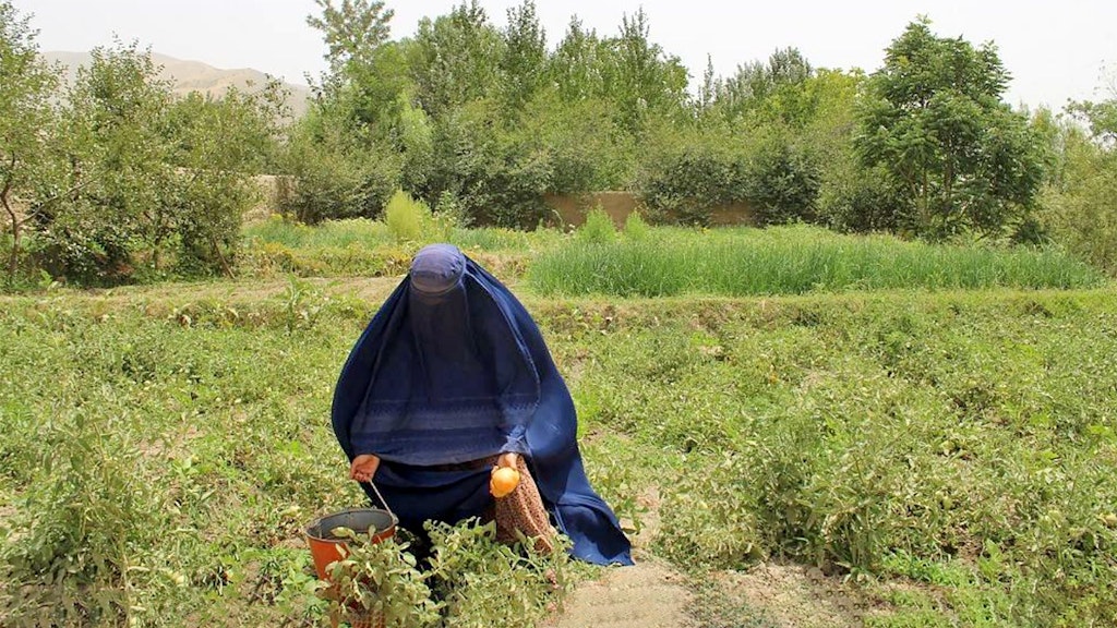 Sulsulah, A kitchen gardening beneficiary in Takhar province, Afghanistan