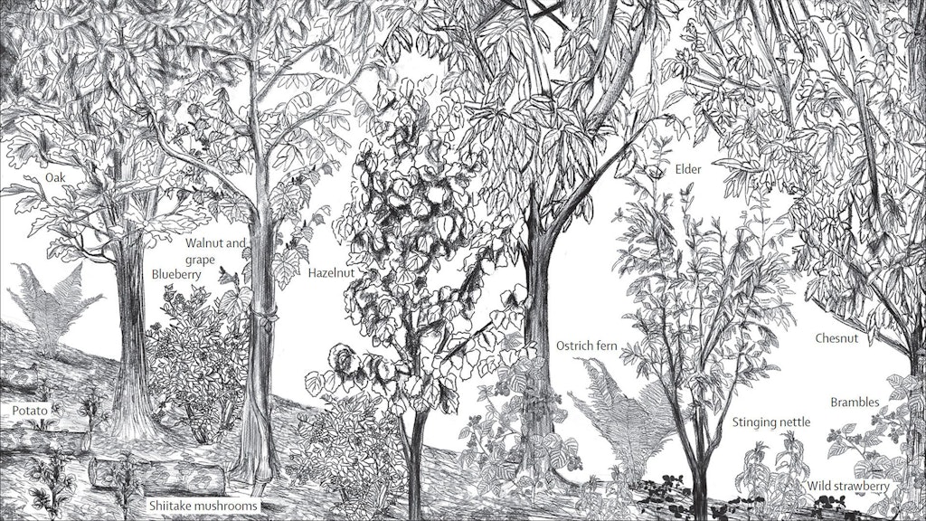 Illustration showing what a syntropic farming system can look like after approximately 20 years