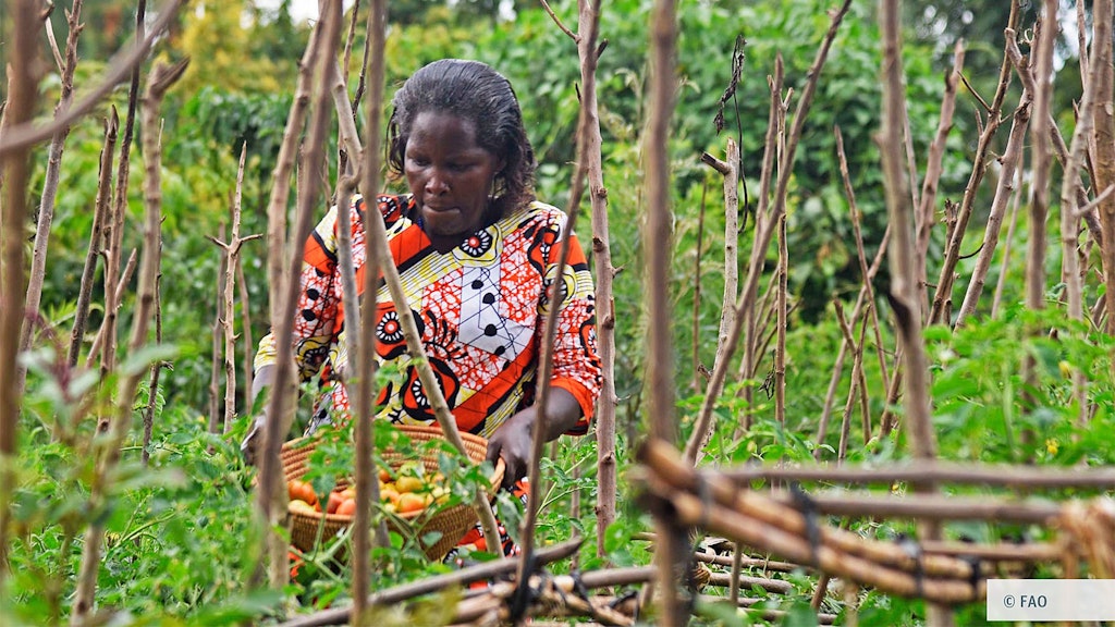 A smallholder farmer harvesting tomatoes from her farm.