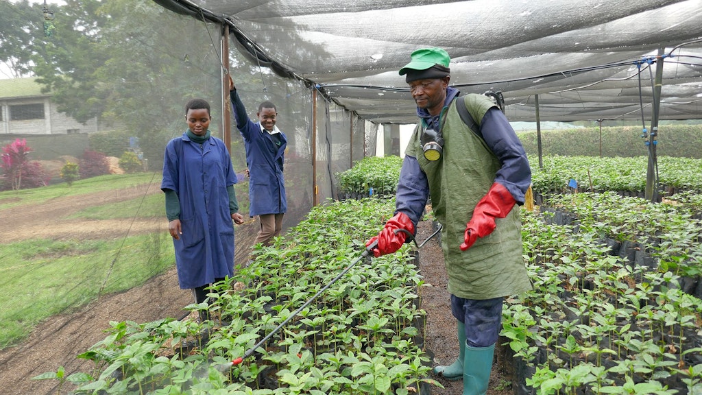 Biopesticide from Tanzanian SME Plant Biodefenders, being applied to protect coffee seedlings from pests.