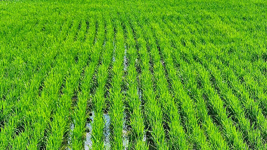 Planting rice with Kubota