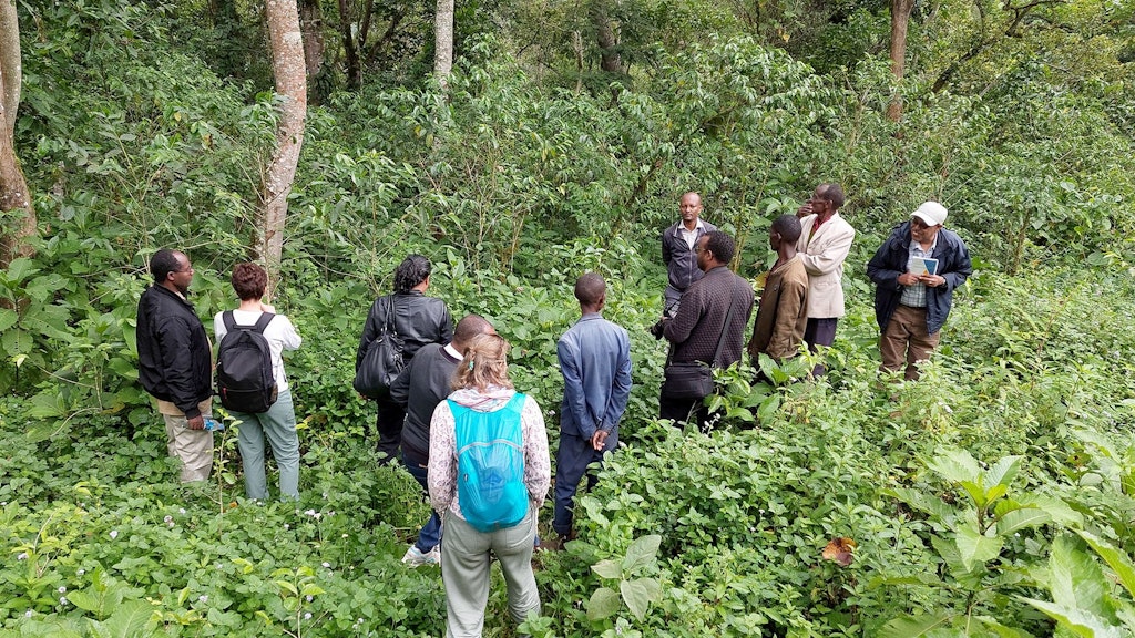 Interview with forest coffee farmers