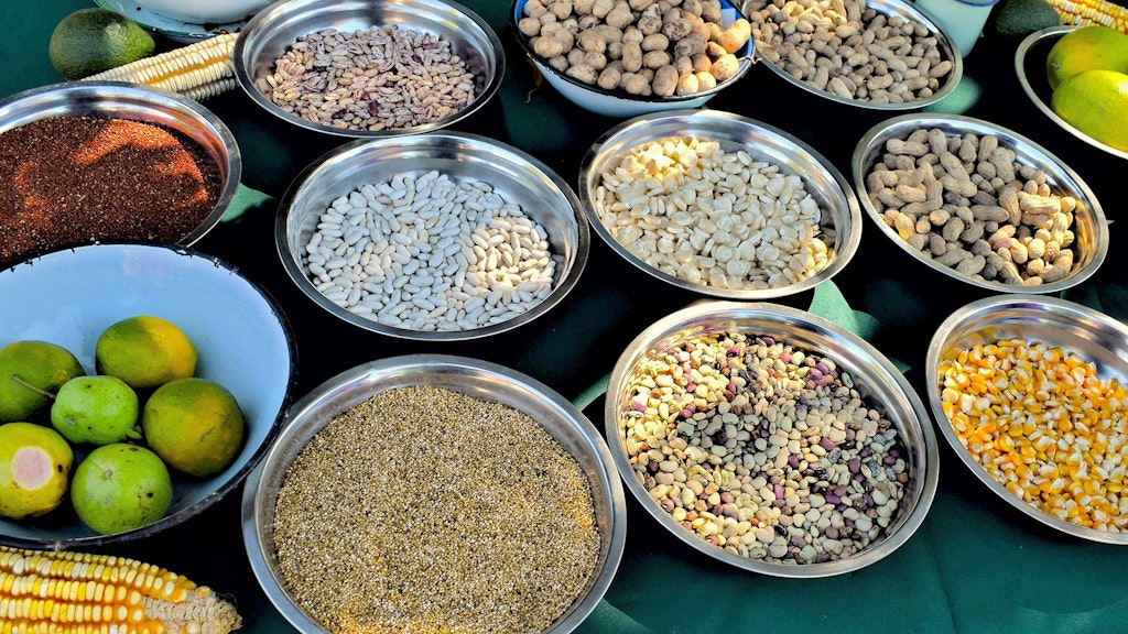 A display of local seeds - cowpeas, maize, sorghum, and others, showcasing the richness of traditional agriculture in rural Zimbabwe, where farmers exchange climate-resilient seeds to strengthen food security and adapt to changing weather patterns.