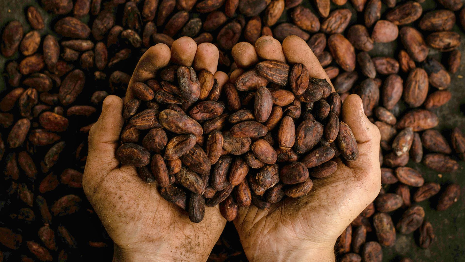 Cocoa beans