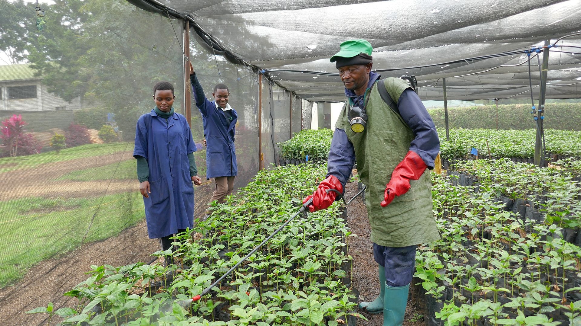 Biopesticide from Tanzanian SME Plant Biodefenders, being applied to protect coffee seedlings from pests.