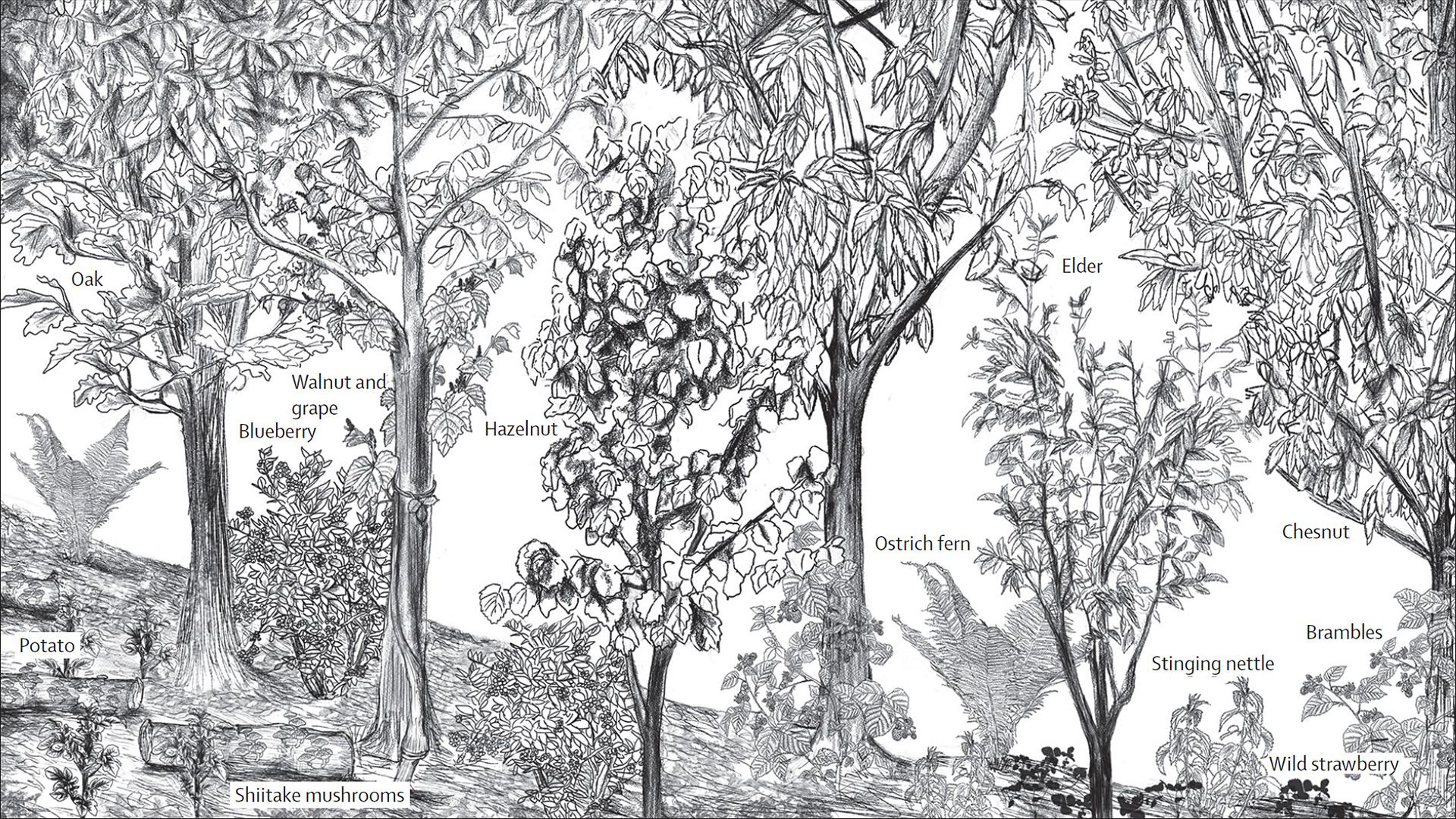 Illustration showing what a syntropic farming system can look like after approximately 20 years
