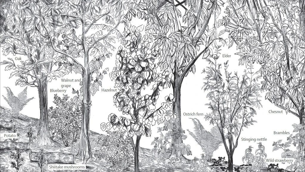 Illustration showing what a syntropic farming system can look like after approximately 20 years