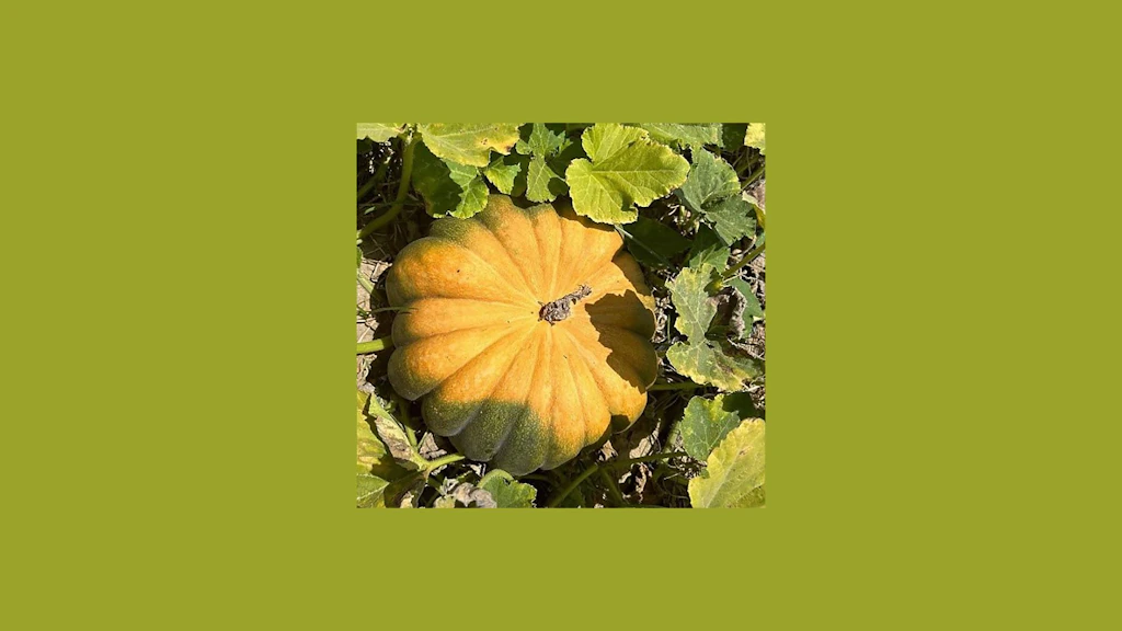 Pumpkin