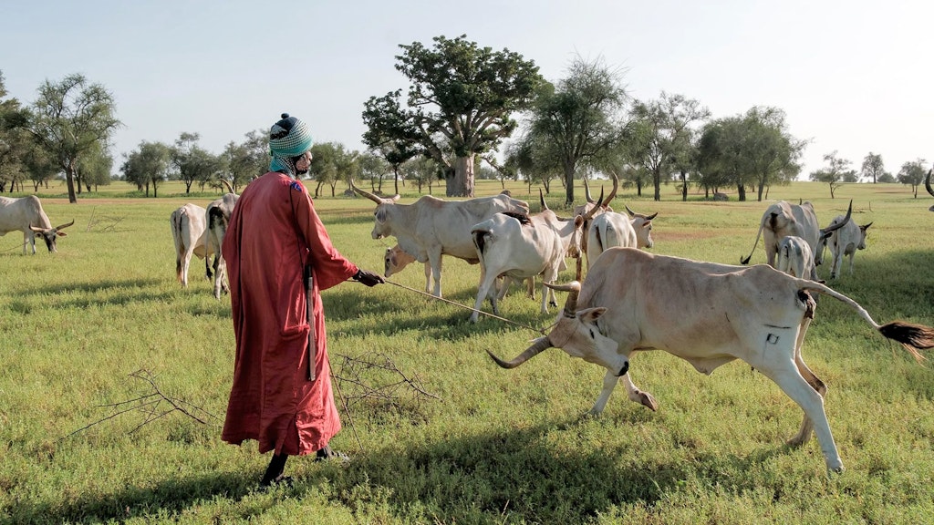 Gestion holistique - title image of ACF briefing document