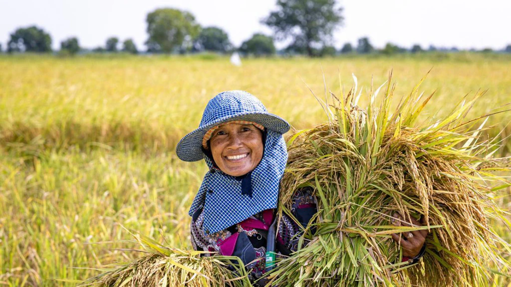 Harvesting rice in Banteay Meanchey, Cambodia. Nurture Project implemented by HEKS/EPER and Caritas Switzerland