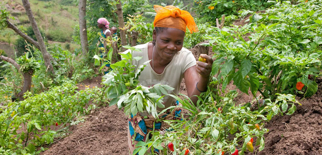 Hadija Kibwana and her farmer group were trained in organic farming methods supported by Sustainable Agriculture Tanzania (SAT) and Biovision