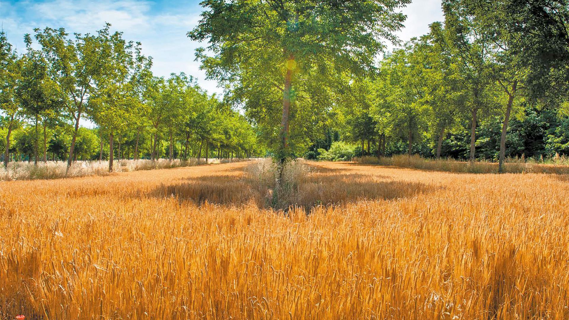 Nature-based Solutions for food security in France