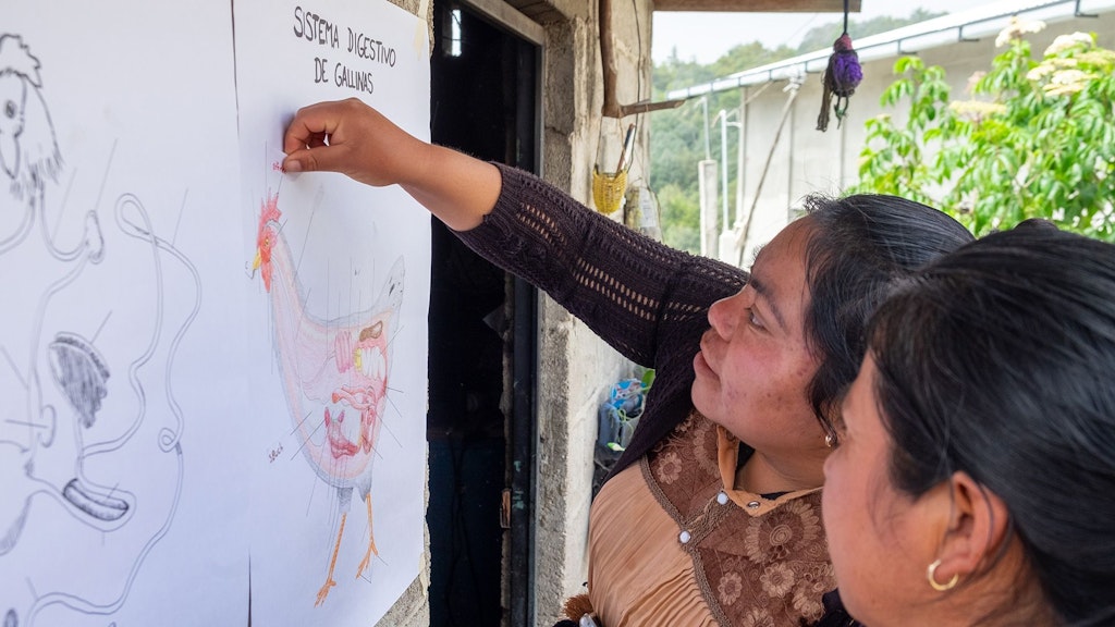 Atelier d’éducation sur l’élevage de poules, pour une alimentation riche des poulets